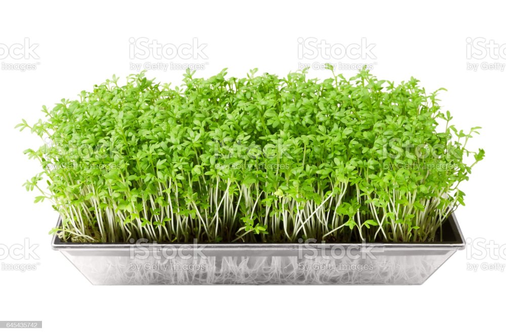 Семена Кресс салата