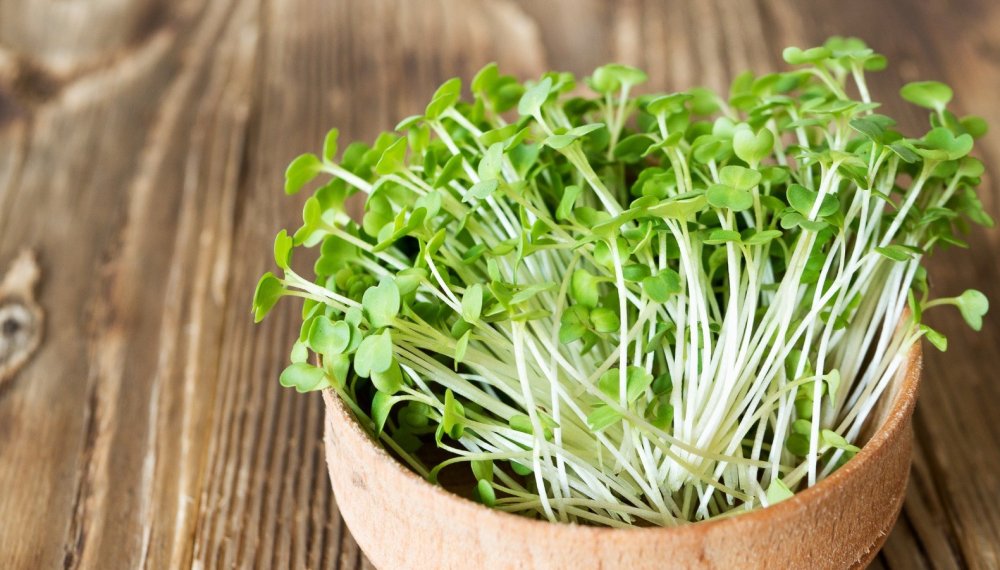Микрозелень из киноа