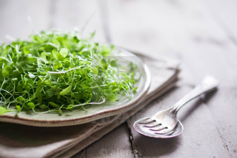Микрозелень на белой тарелке