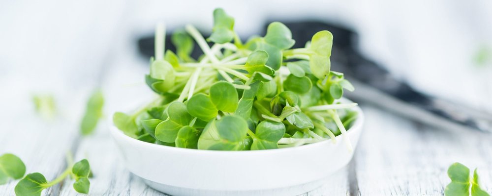 Микрозелень брокколи