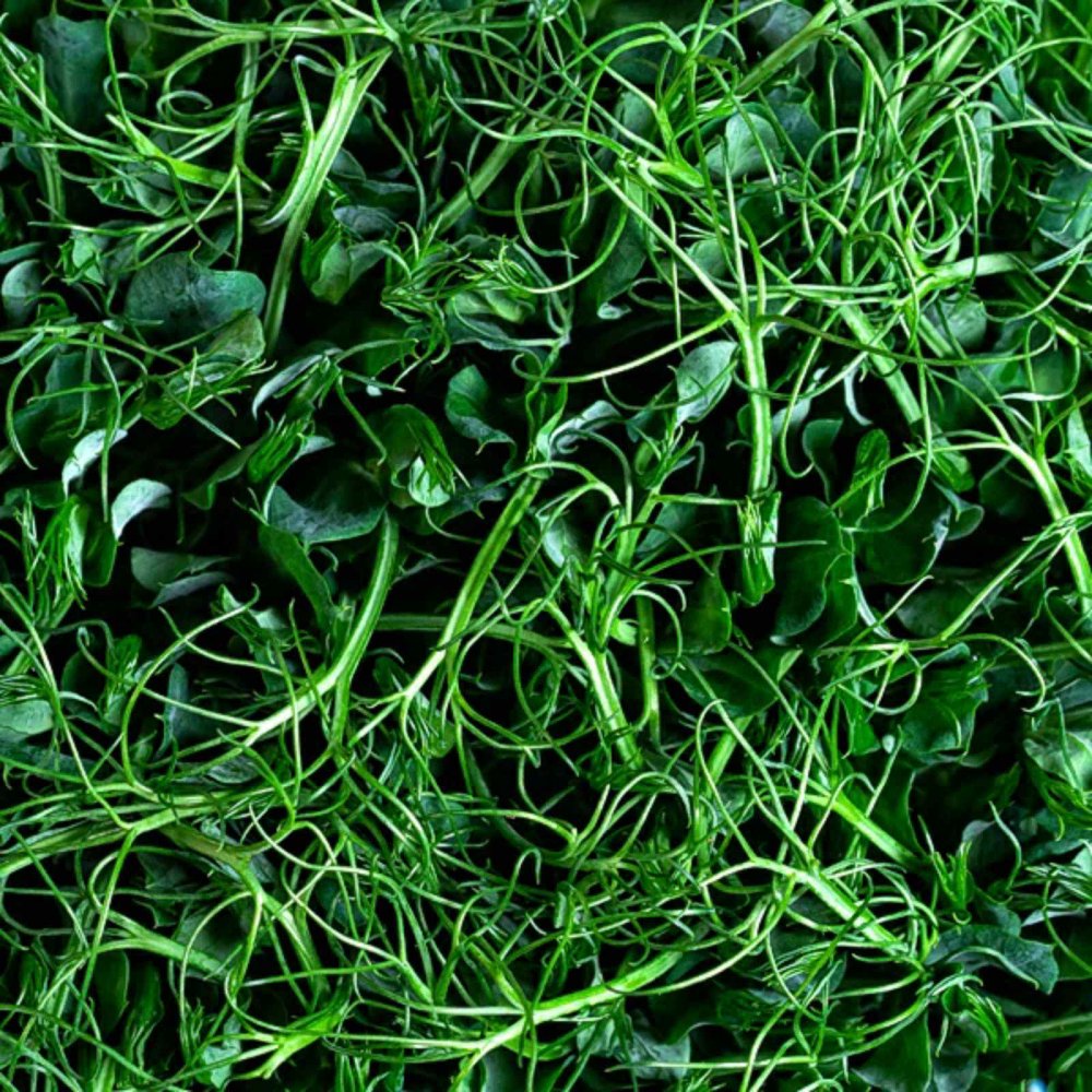 Микрозелень гороха