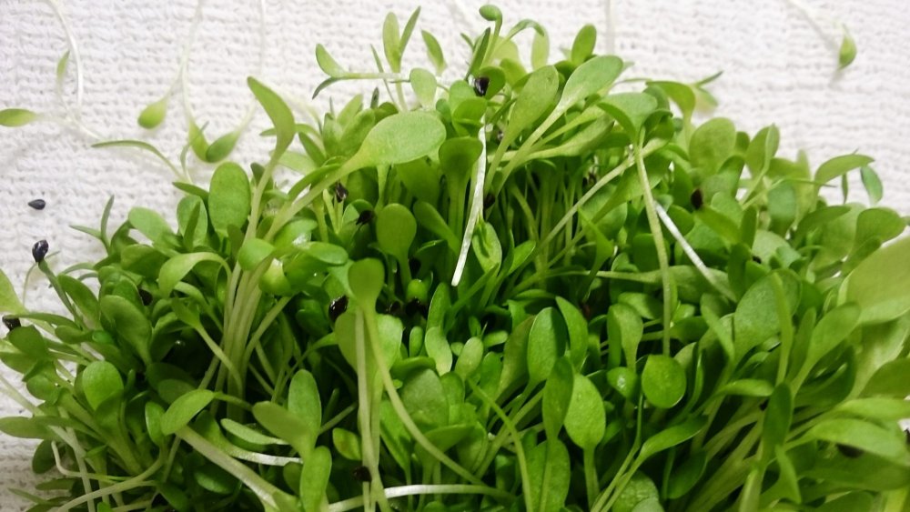 Микрозелень люцерна