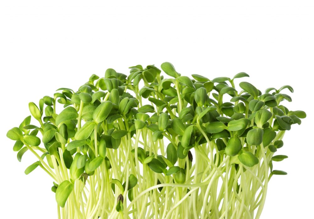Mash microgreens isolated