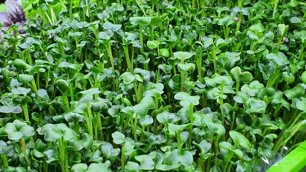 Микрозелень редис зеленый