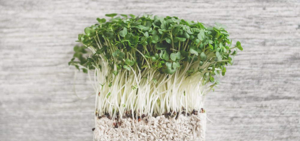 Брокколи Рааб микрозелень