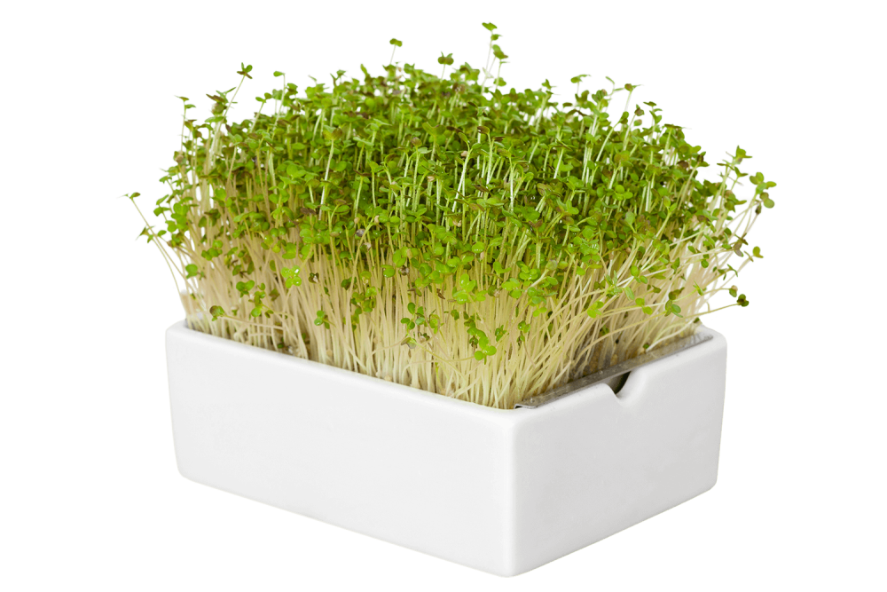 Микрозелень пырей