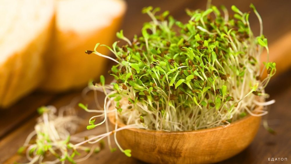 Люцерна микрогрин