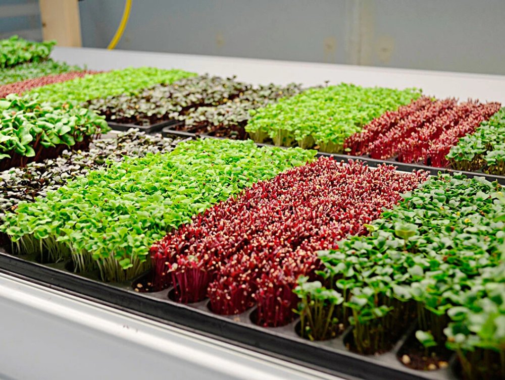 Семена микрозелень кинза, 5 г