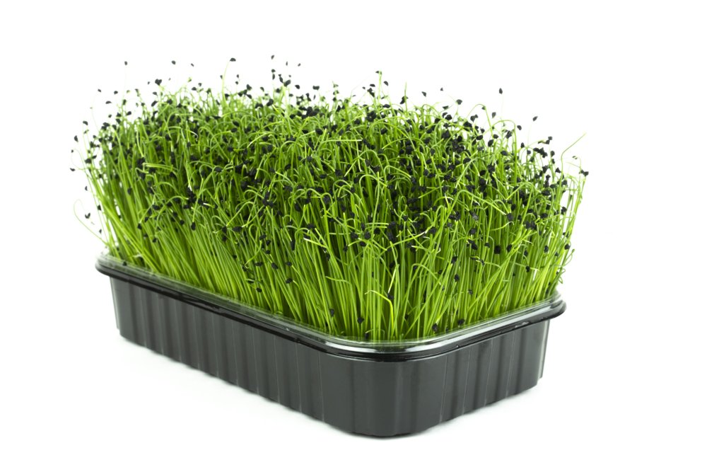 Кейл микрозелень