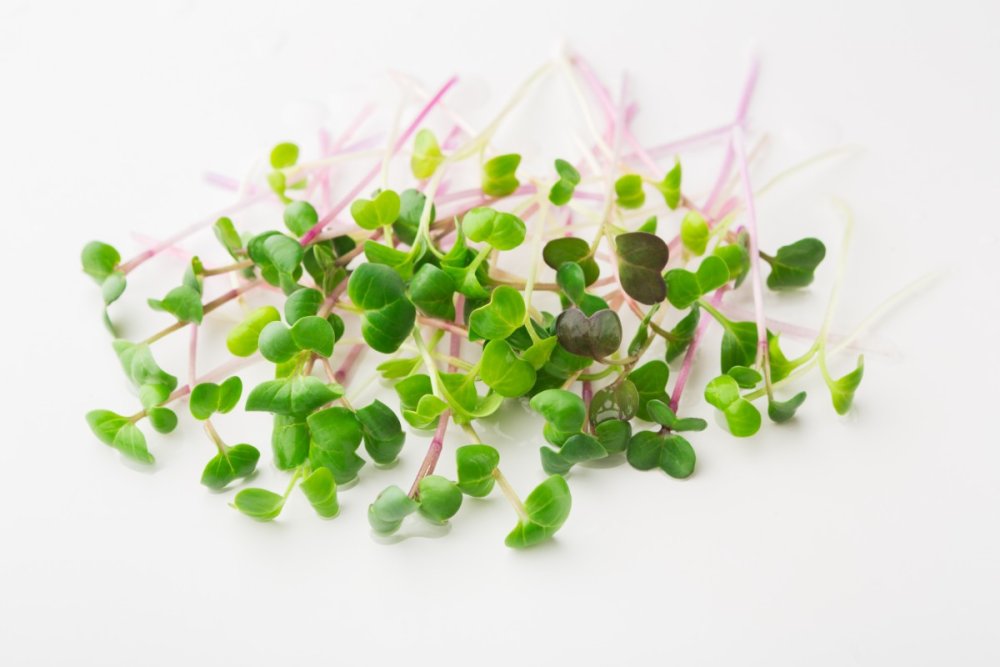 Люцерна микрозелень на белом фоне