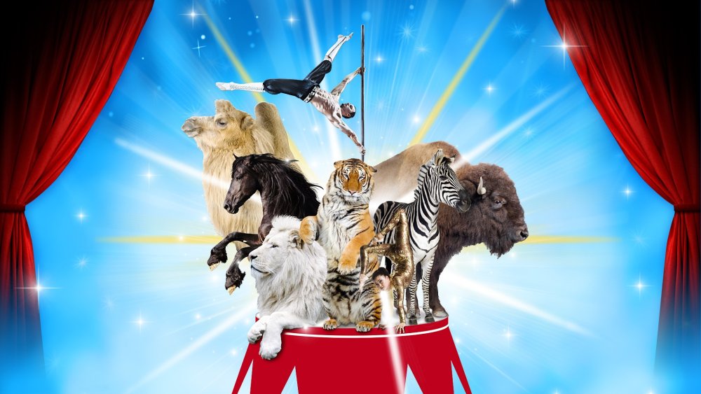 Красивый цирк