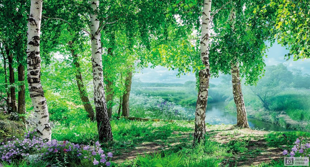 Березки сестрички как пишется