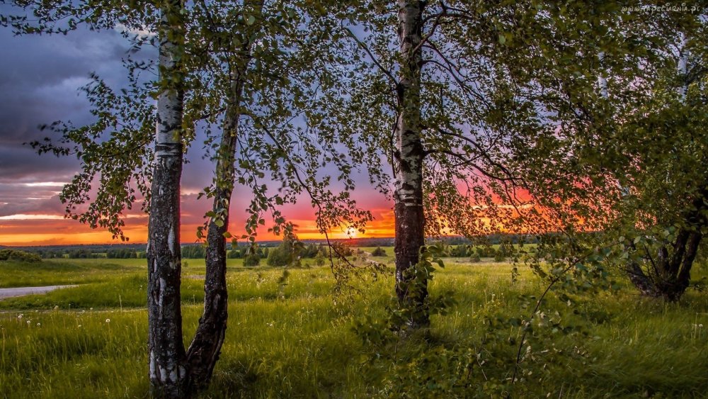 Художник Былич Александр.русские березы