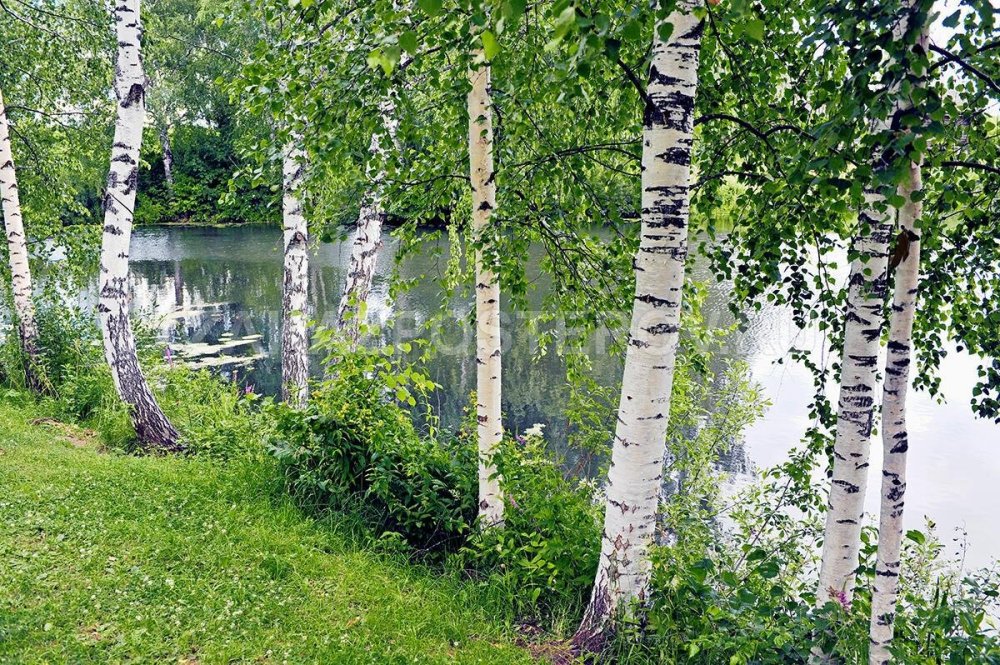 Пейзаж с березами на плоскости