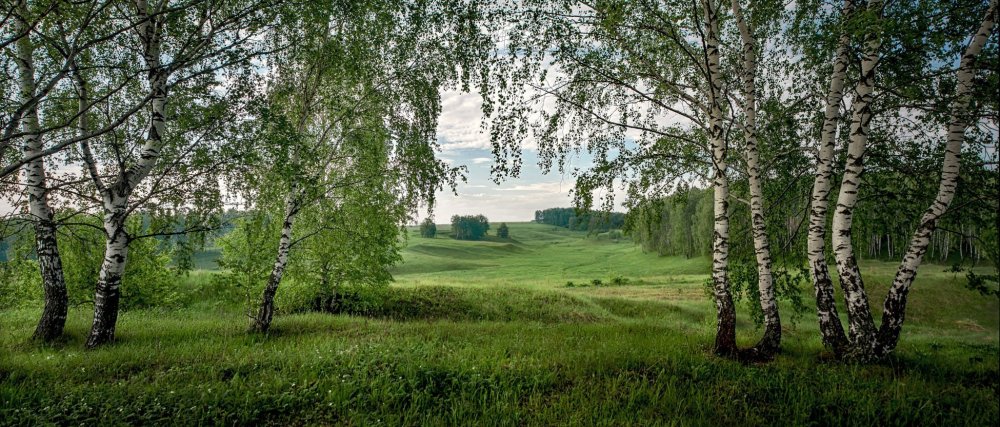 Березовая роща в селе Константиново