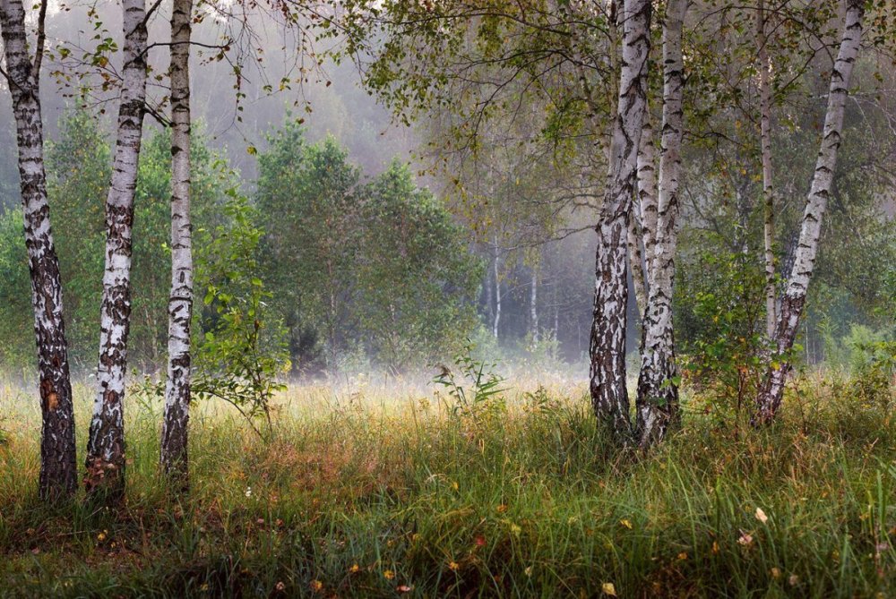 Художник Самарская Елена Михайловна картины