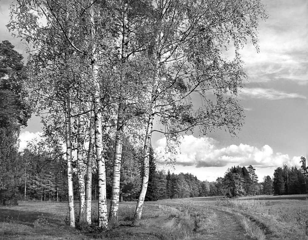 Художник Кириченко Геннадий березы