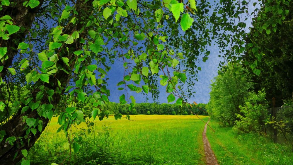 Пейзажи природы березы