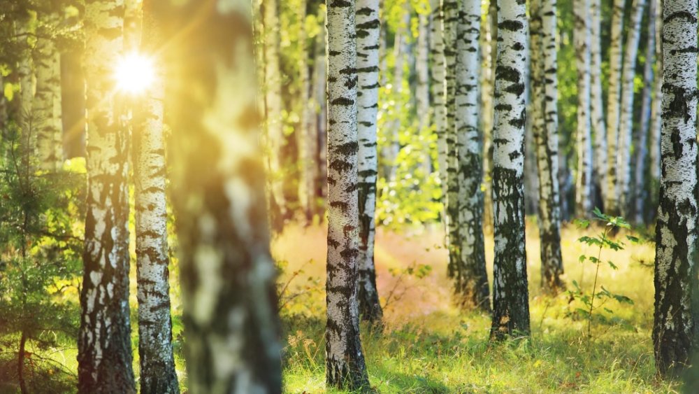 Векторный пейзаж с березой