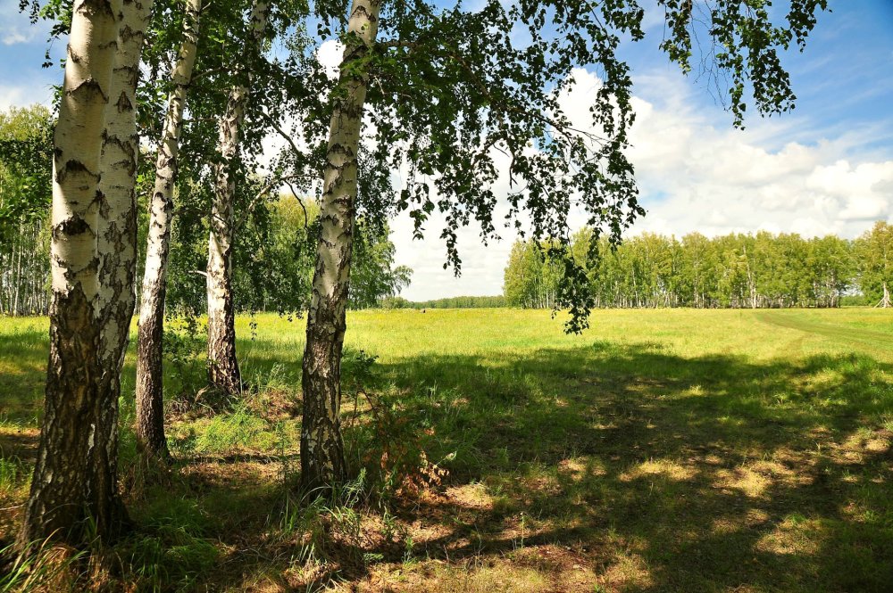 Фон русский пейзаж