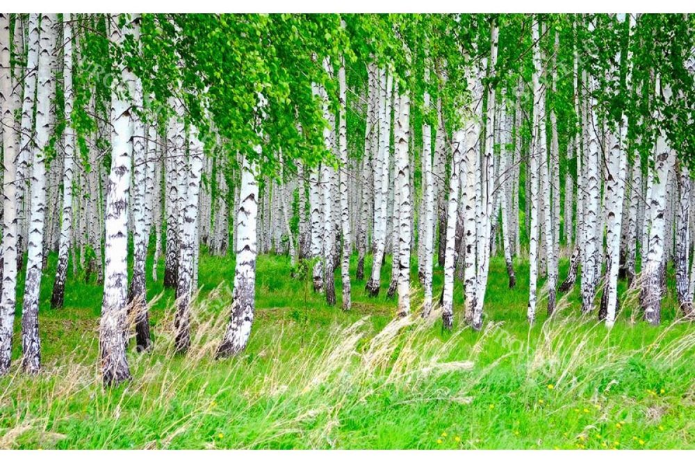 Берёзовая роща Курск