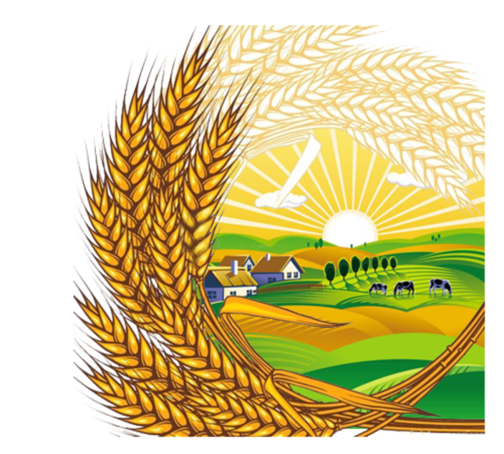 Пшеничное поле