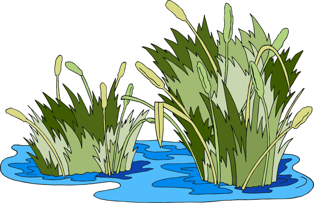 Камыш рисунок