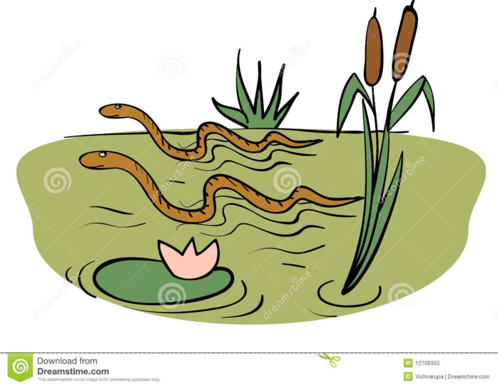 Болото с камышами на белом фоне