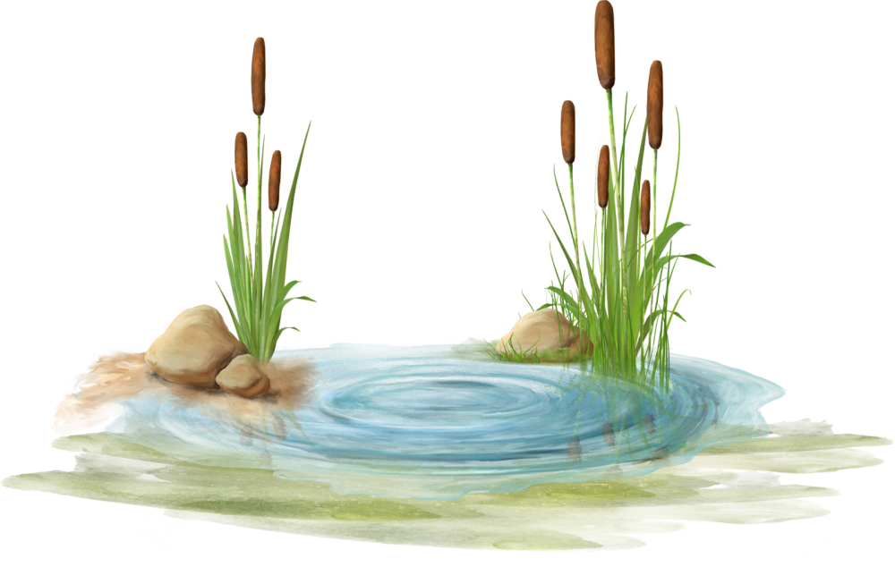 Болото на белом фоне