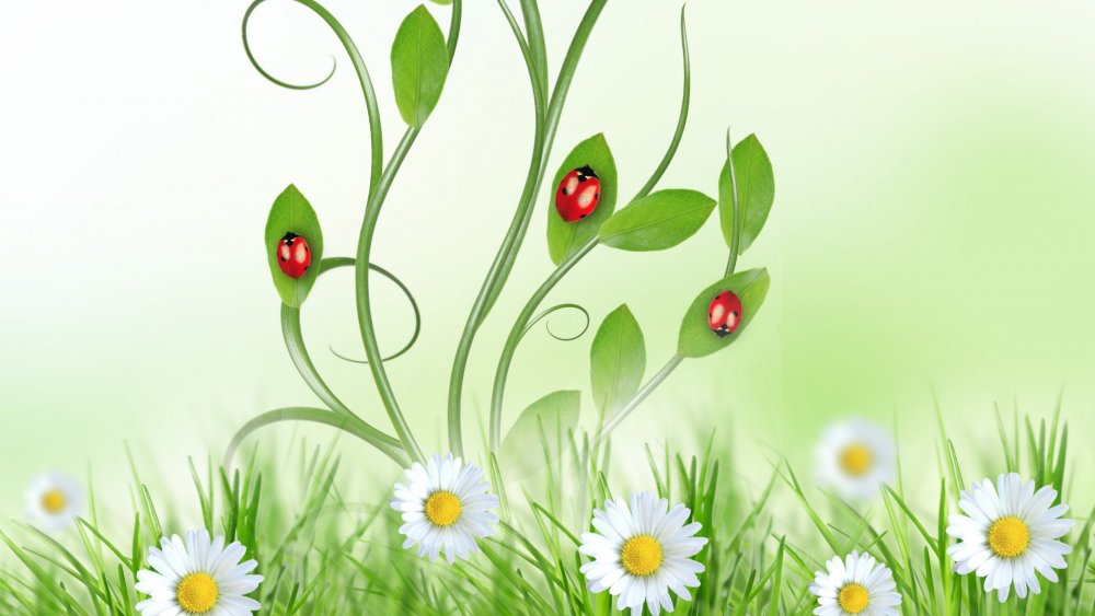 Лужайка с ромашками