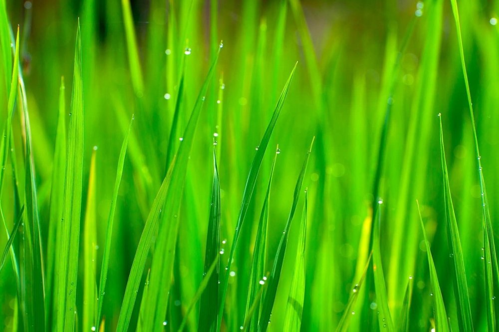 Зеленая трава с росой