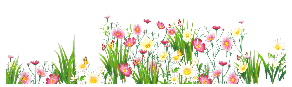 Летние цветы на прозрачном фоне