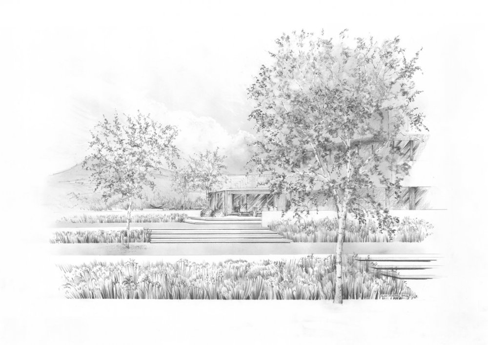 Зарисовки деревьев