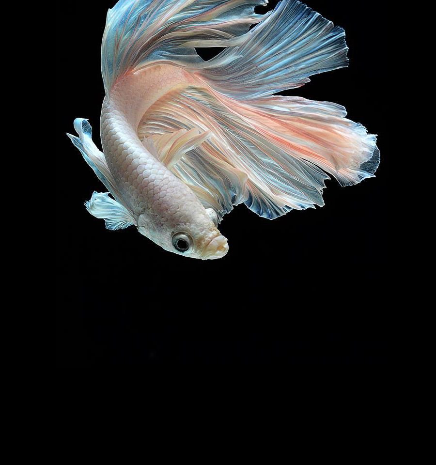 Дельтахвостые бойцовые рыбки