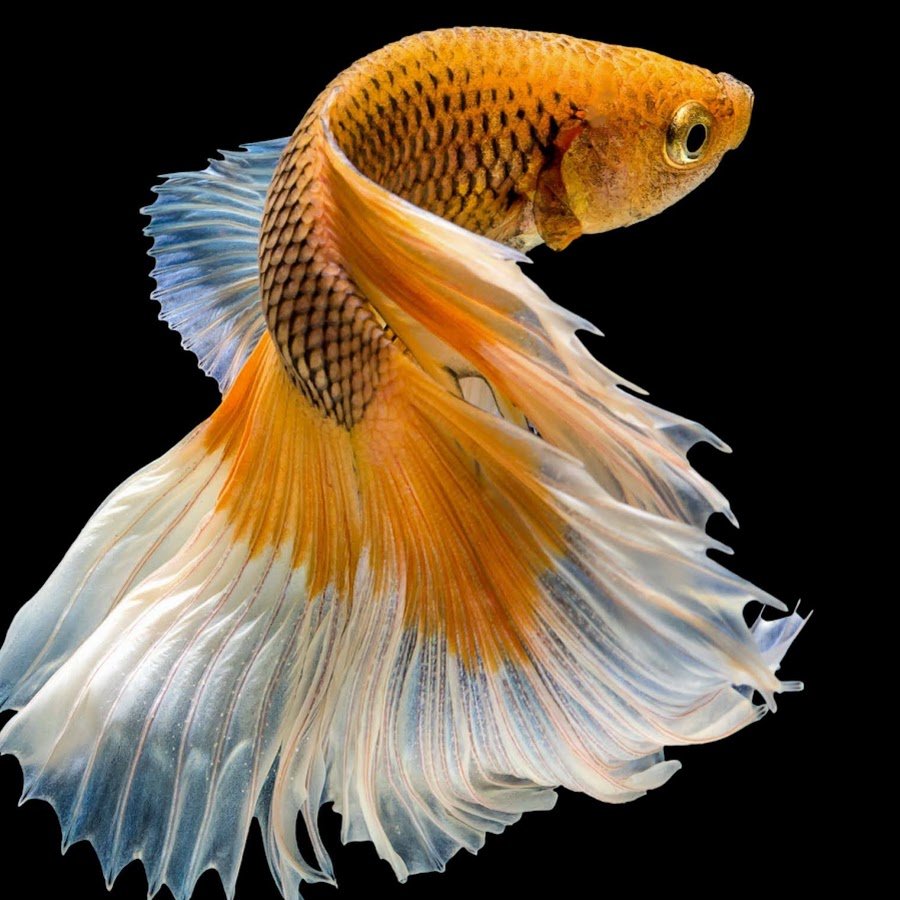 Бойцовая рыбка петушок