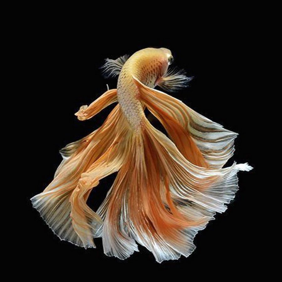 Дельтахвостые бойцовые рыбки