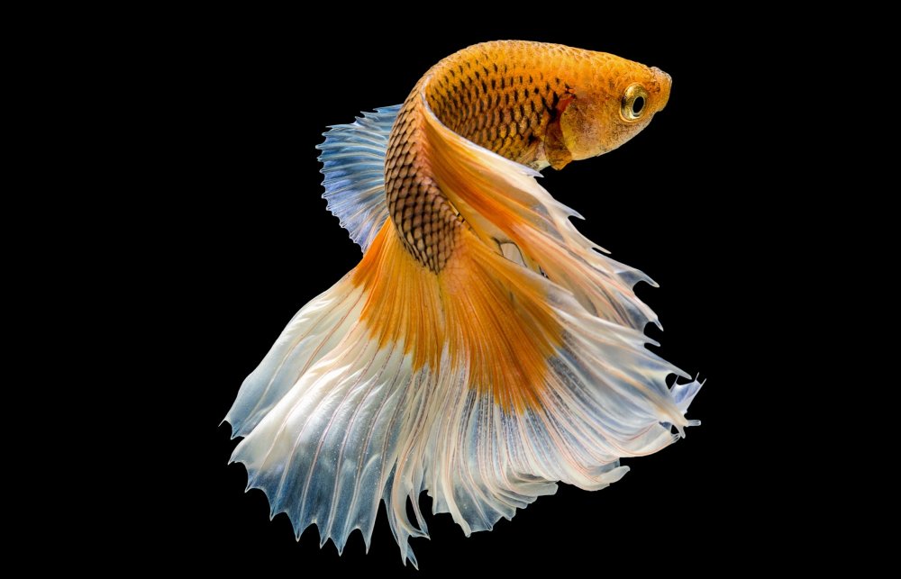 Гуппи вуалехвост