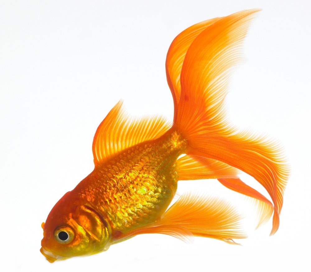 Петушок, Бойцовая рыбка бой