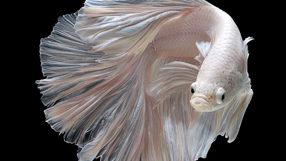 Веерохвост Золотая рыбка