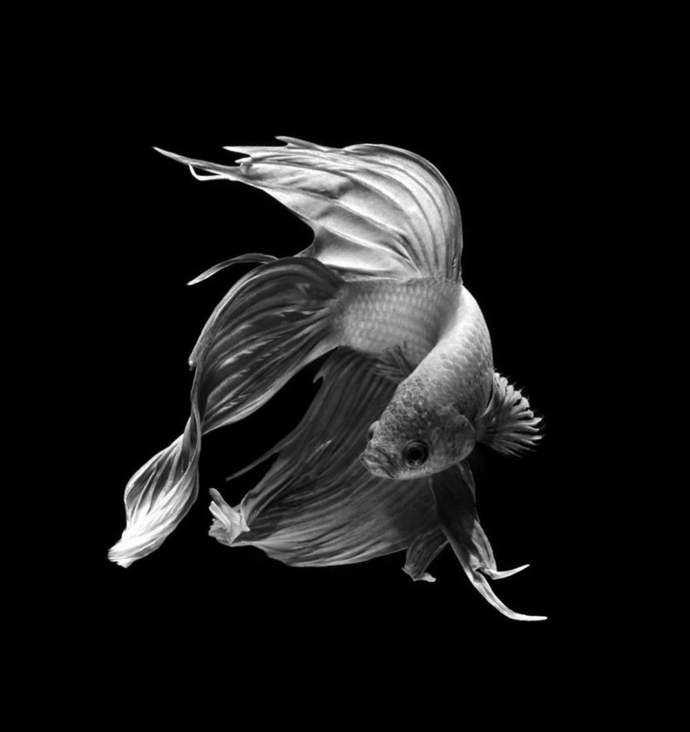 Рыбки на черном фоне