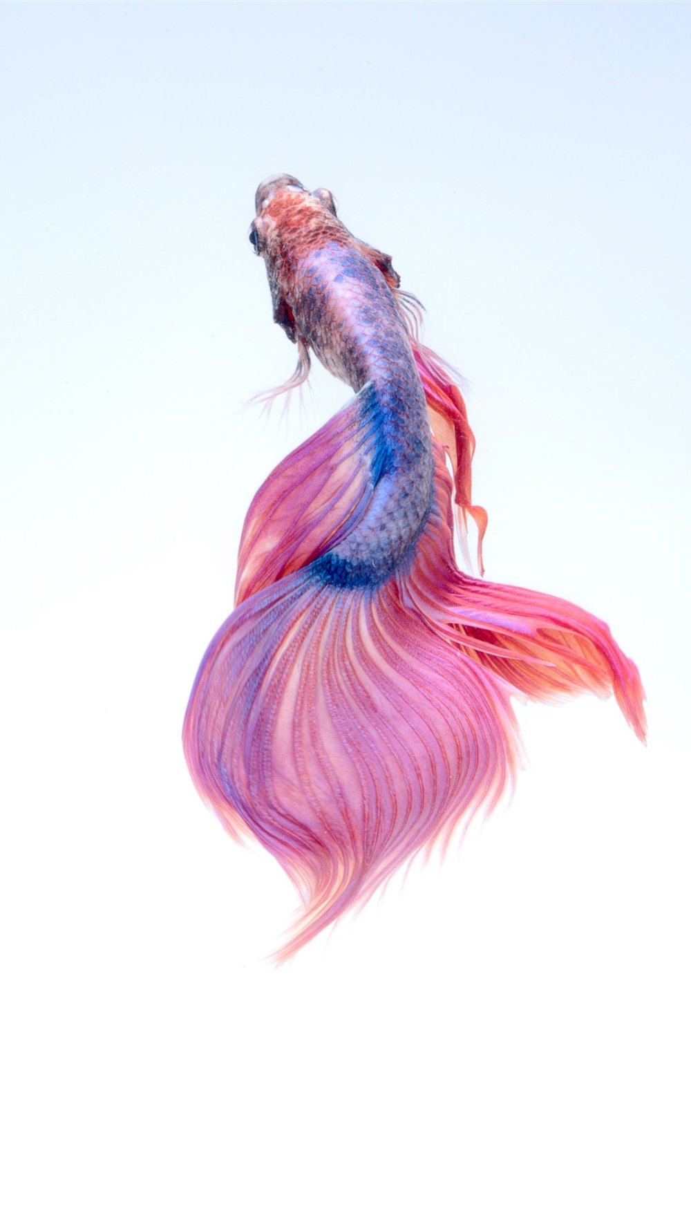 Рыбка петушок розовый