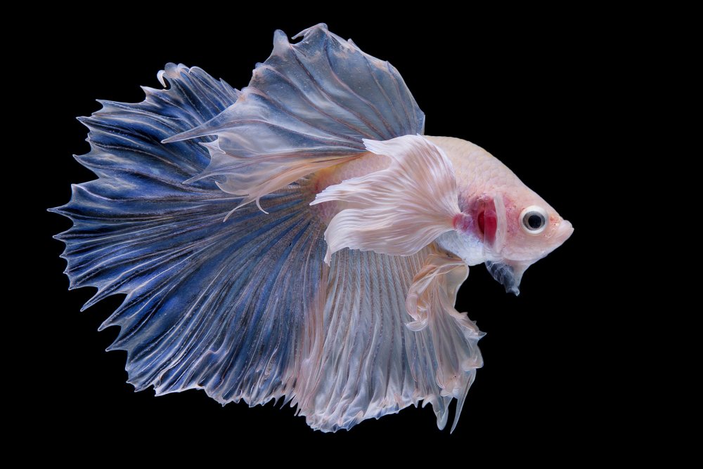 Петушки халф Мун Дамбо