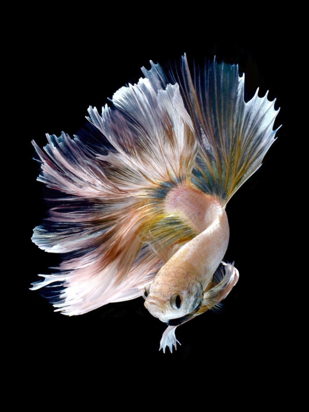 Висарут Ангкатаванич