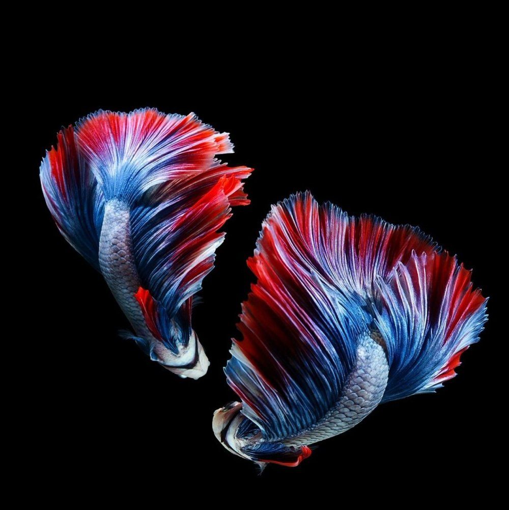 Рыбки на черном фоне