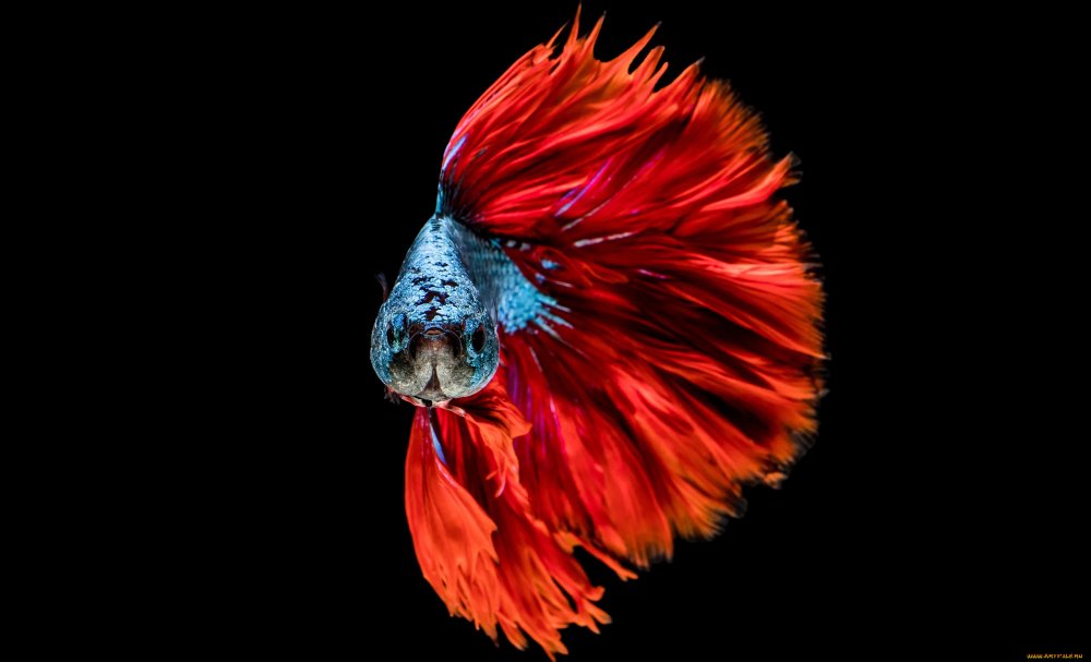 Visarute Angkatavanich