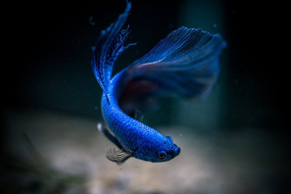 Рыбка без фона