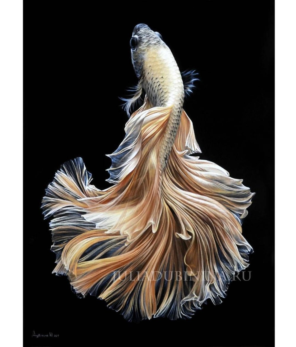 Рыбка петушок Бетта золотой