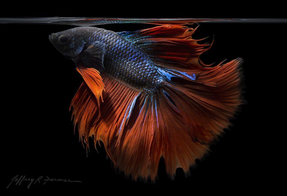 Золотой петушок рыбка