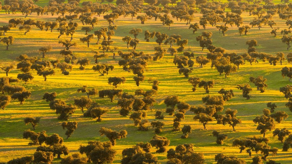 Фон Король Лев Саванна