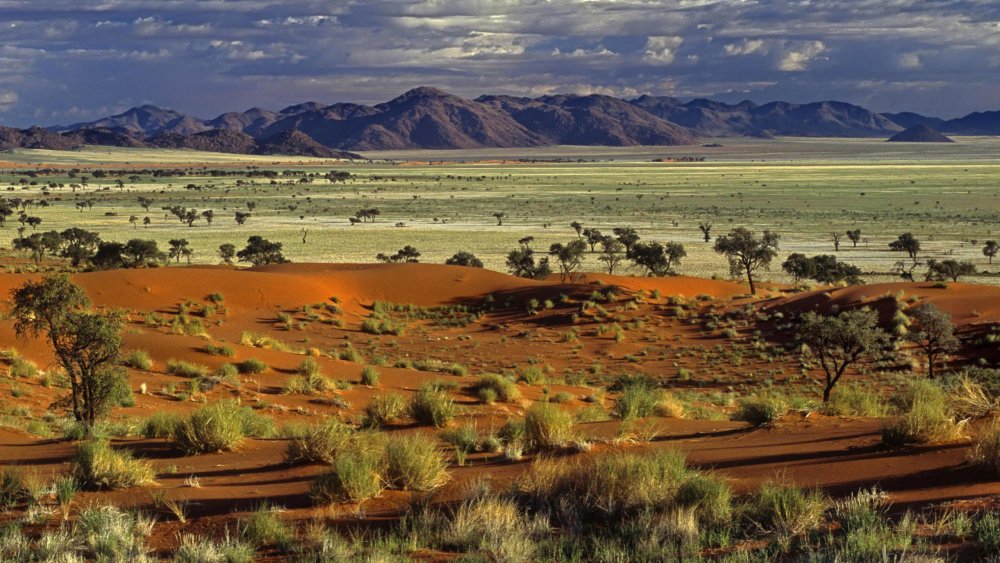 Природа саванны Африки